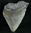 Bargain Fossil Megalodon Tooth #12016-1